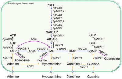 Purine metabolism in plant pathogenic fungi